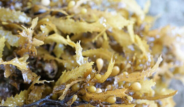 Nuova Zelanda acquacoltura alghe