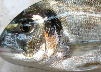 Orata dieta avanzata colorazione