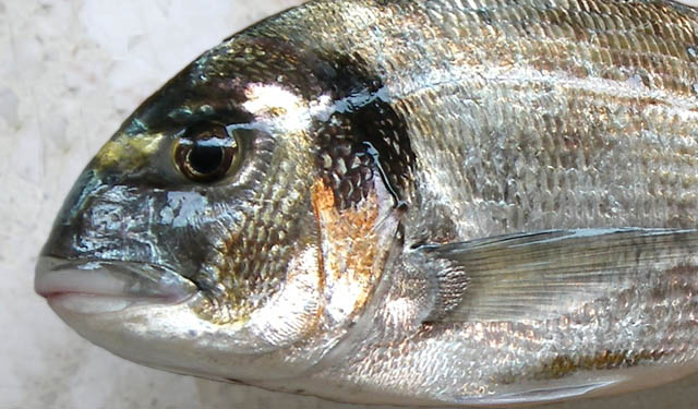 Orata dieta avanzata colorazione