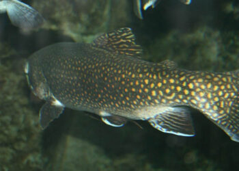 efficienza energetica acquacoltura