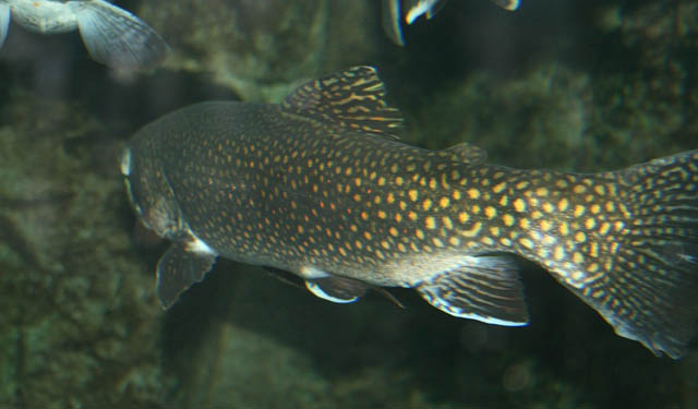 efficienza energetica acquacoltura