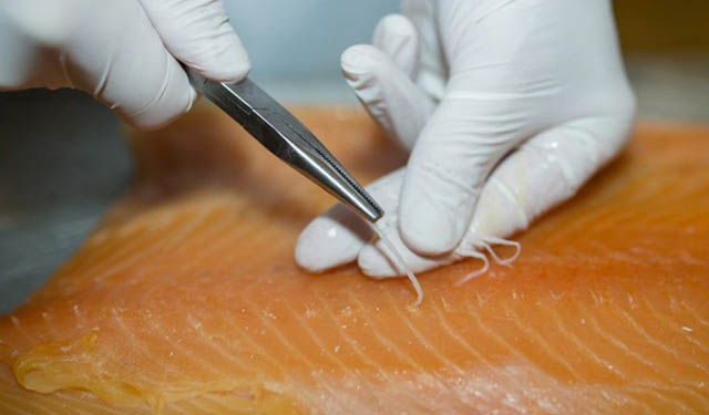 salmone
