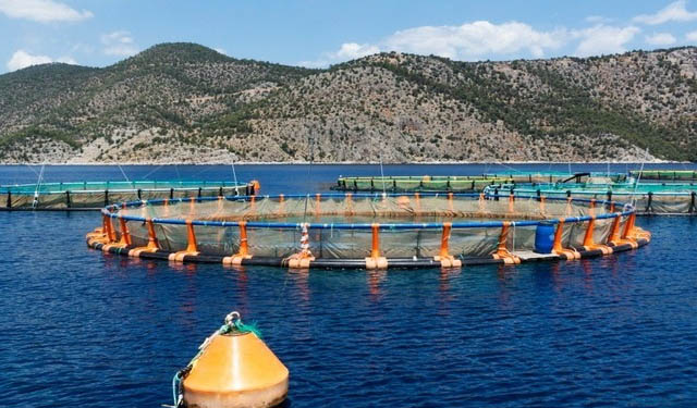 hapo fish from greece