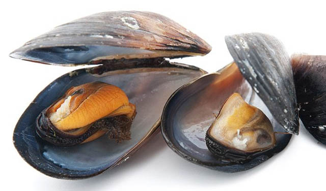 molluschi