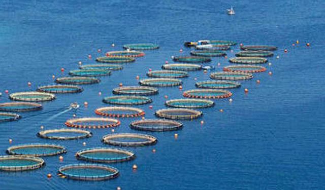 pesci allevamento Grecia