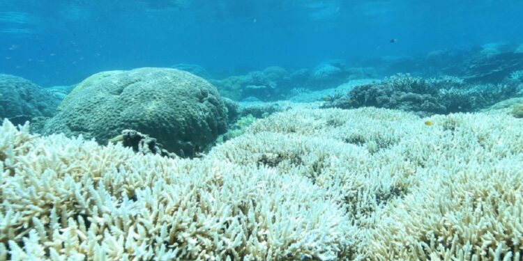 tutela protezione coralli