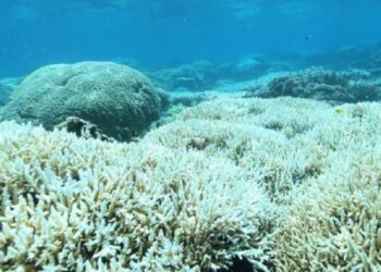 tutela protezione coralli