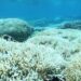 tutela protezione coralli