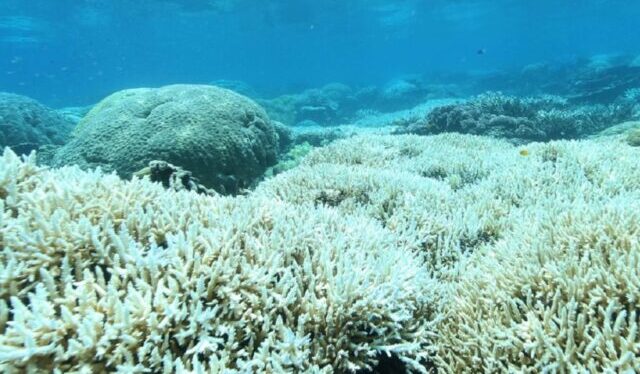tutela protezione coralli