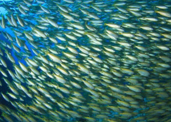 specie marine cambiamento climatico