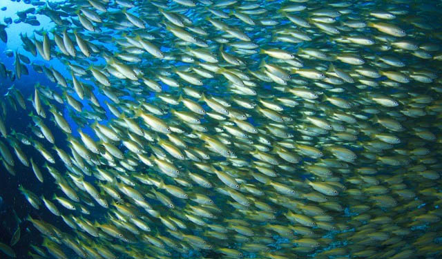 specie marine cambiamento climatico