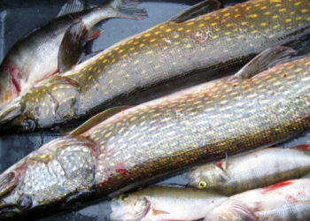 Aumento contenuto mercurio pesci