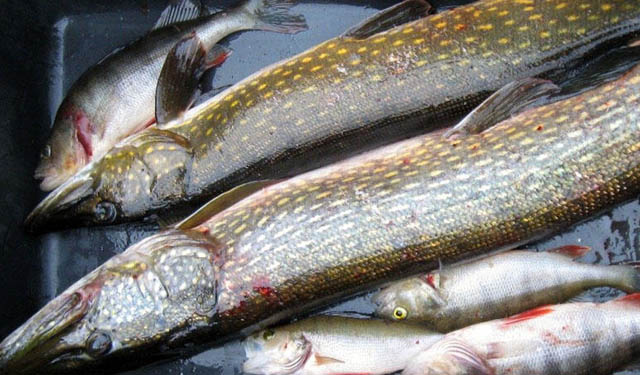 Aumento contenuto mercurio pesci