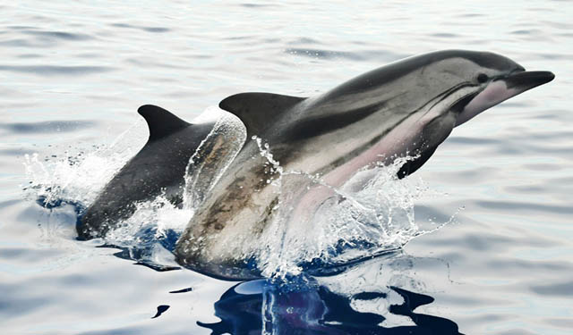 Giornata mondiale degli oceani