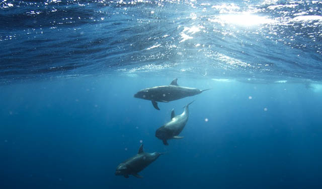 Giornata mondiale degli oceani