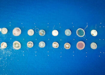 Giornata mondiale sicurezza sanitaria alimenti