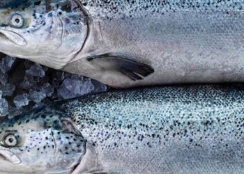 Ingredienti marini sostenibili