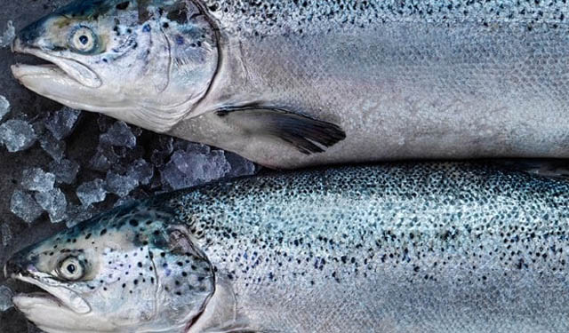 Ingredienti marini sostenibili