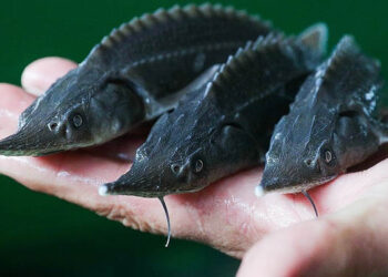 Mar Caspio Russia Iran