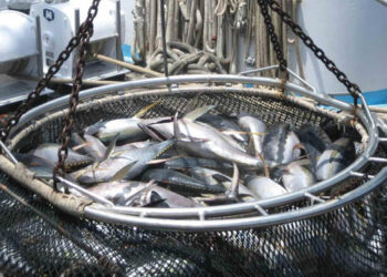 Tonno certificato MSC