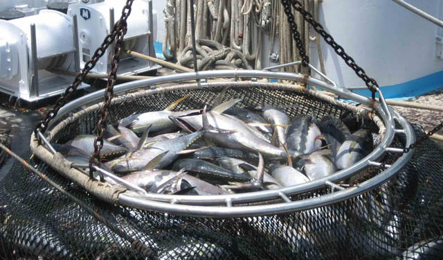 Tonno certificato MSC