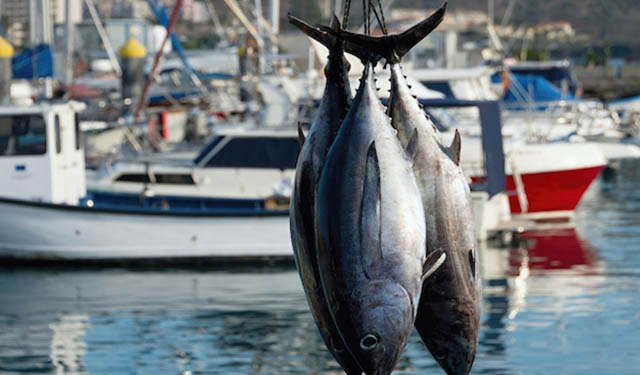 Da 50 anni rimangono invariati i livelli di mercurio nel tonno