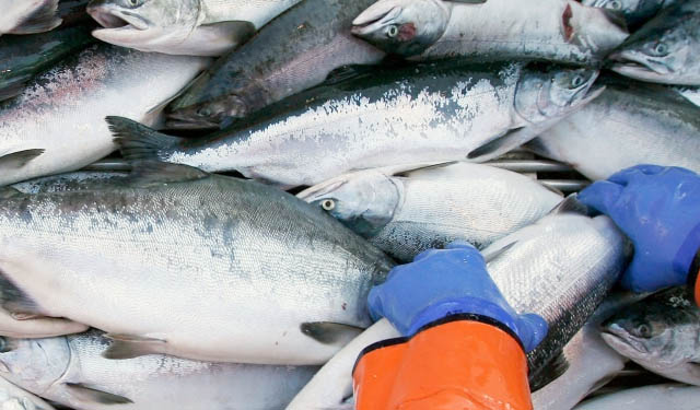 consumo di pesce