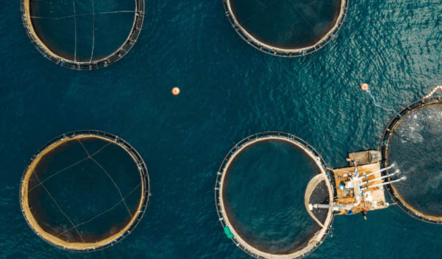 Acquacoltura, oggi il convegno sullo sviluppo sostenibile al Genoa Blue District