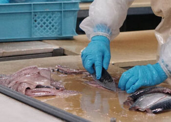 filiera ittica nazionale