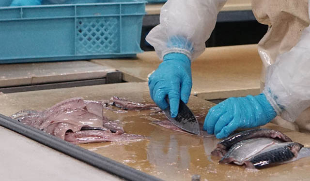 filiera ittica nazionale