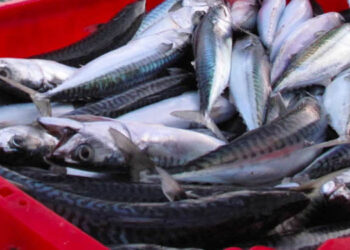 prodotti ittici norvegesi