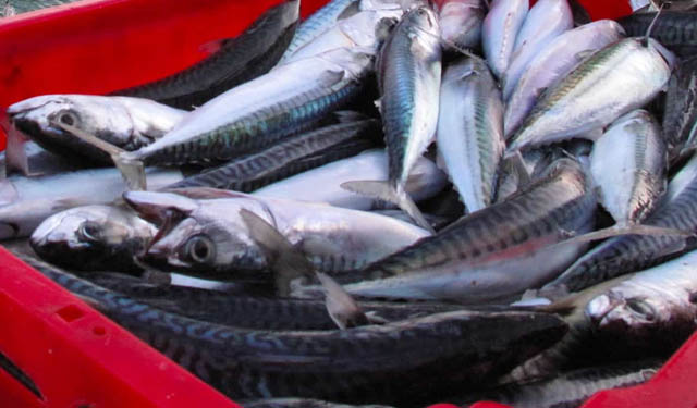 prodotti ittici norvegesi