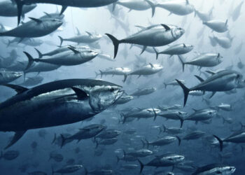 Mare Aperto ecosistema marino