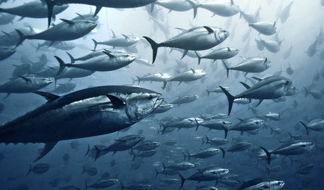 Mare Aperto ecosistema marino