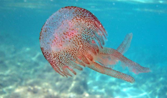 Le meduse si mangiano