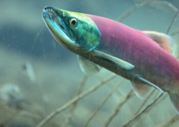 Salmone del Pacifico