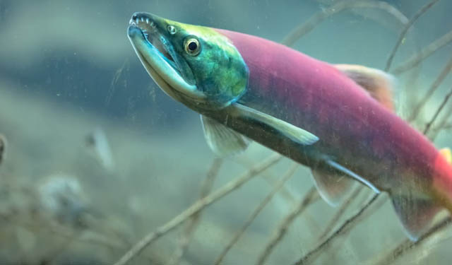 Salmone del Pacifico