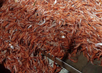 chiusura attività gambero profondità