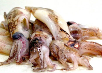 industria mondiale calamari