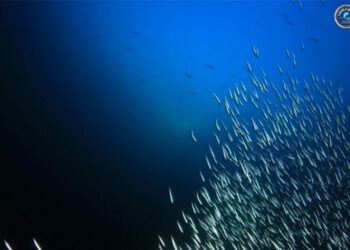 pesca acciughe sostenibilità