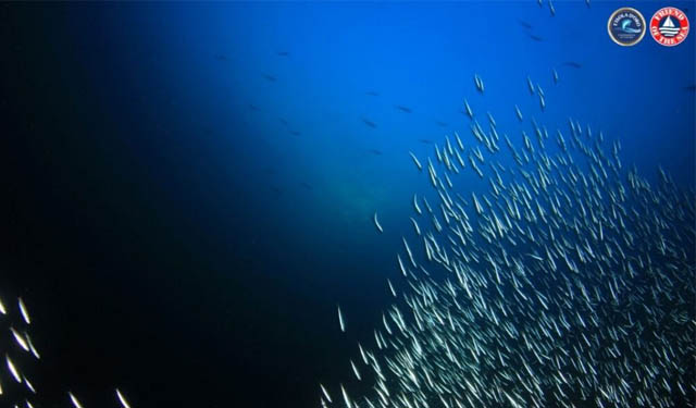 pesca acciughe sostenibilità