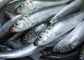 Quanto sono sostenibili i nostri prodotti ittici?