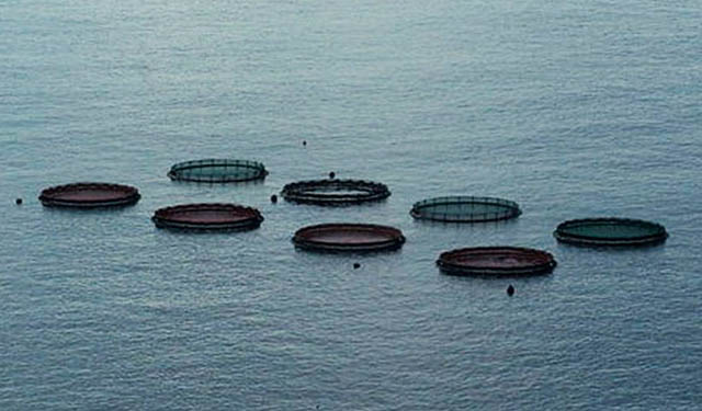 Nuovo centro di formazione per l'acquacoltura in Turchia