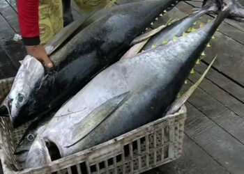 Brasile esportazione tonno