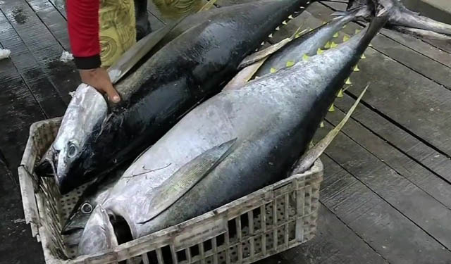 Brasile esportazione tonno