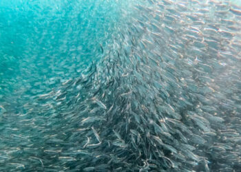 Cambiamento climatico