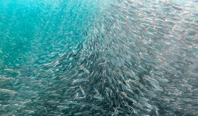 Cambiamento climatico