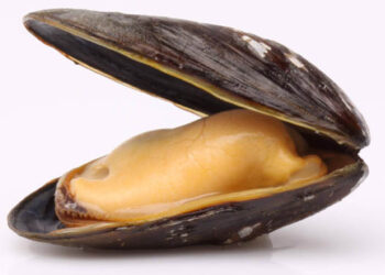 Cozze dai distributori automatici