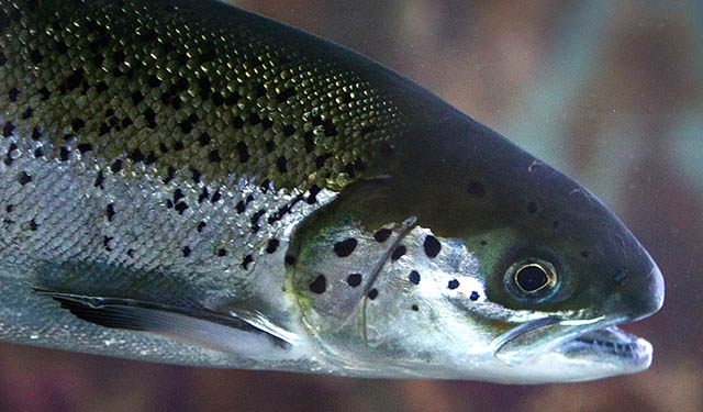 NOFIMA