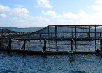 acquacoltura americana